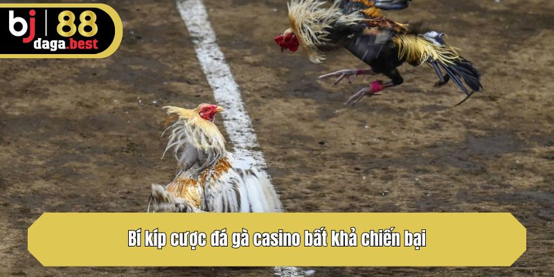 Bí kíp cược đá gà casino bất khả chiến bại