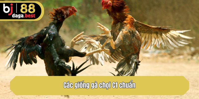 Các giống gà chọi C1 chuẩn