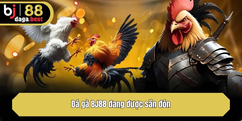 Đá gà BJ88 đang được săn đón