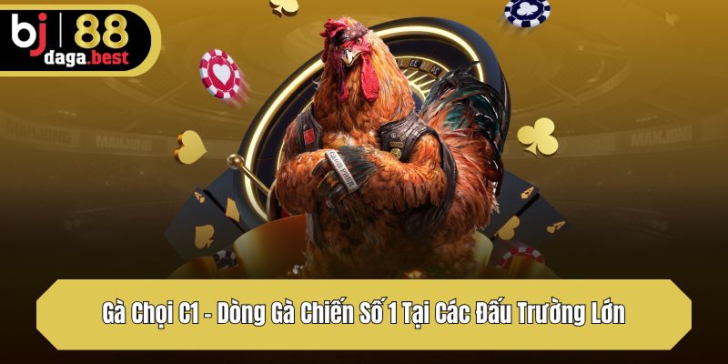 Gà Chọi C1 – Dòng Gà Chiến Số 1 Tại Các Đấu Trường Lớn