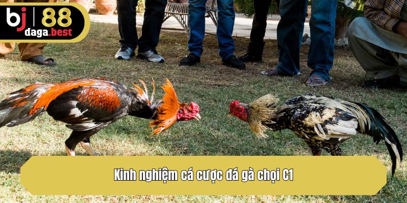 Kinh nghiệm cá cược đá gà chọi C1