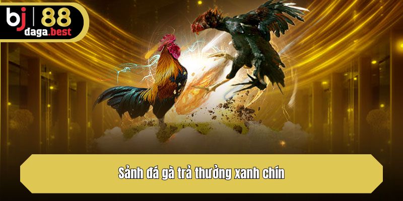 Sảnh đá gà trả thưởng xanh chín